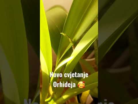 Video: Osvjetljenje Orhideja: Kako Organizirati Osvjetljenje Prozorske Daske Za Orhideje Kod Kuće? Kakva Vam Lampa Treba?