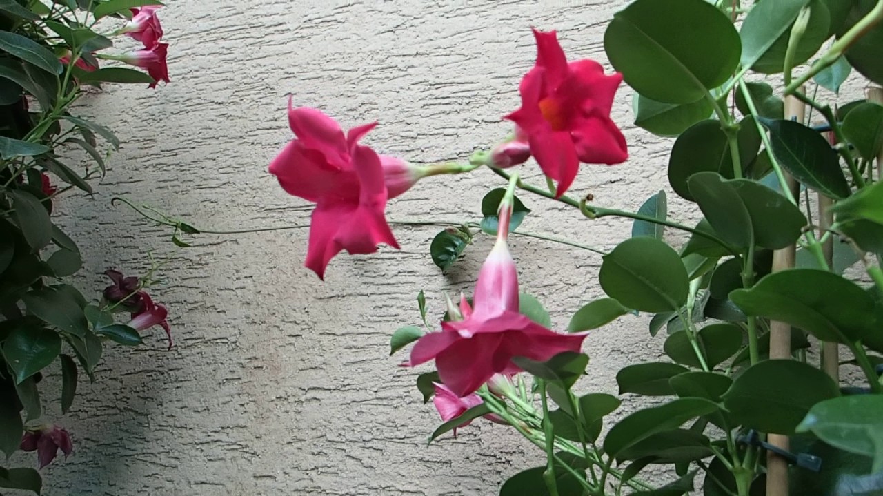 Mixture of Dipladenias