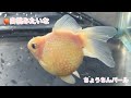 金魚　