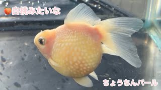 金魚　