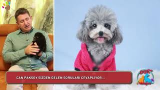 Gümüş renkli Poodle hakkında Can Paksoy bilgiler aktarıyor