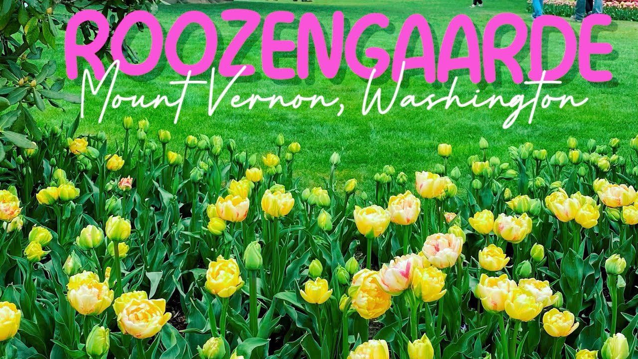 Roozengaarde Tulip Festival YouTube