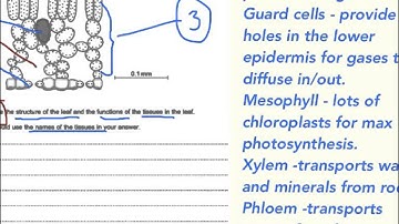 GCSE Additional Science Biology How to approach the 6 mark questions