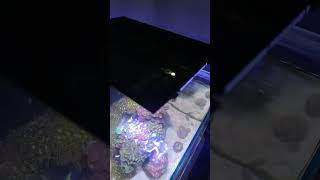 Comandos da luminária nemolight 2. São 24w bivolt. #shorts#nano#aquarismo#reef#viral#brasil#paz😇