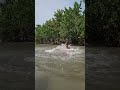 catch a big fish by castnet enjoy this videos. #shorts #fishing #fish #isshingvideo #villagelife