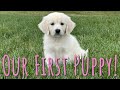 MEET OUR NEW GOLDEN RETRIEVER PUPPY!