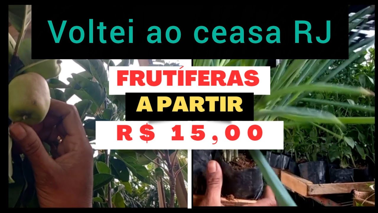 Onde comprar plantas, frutíferas,  temperos,ervas, hortaliças  + tira dúvidas vocês!/ ceasa RJ