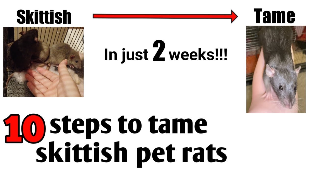 How to tame skittish rats – Ratdubly