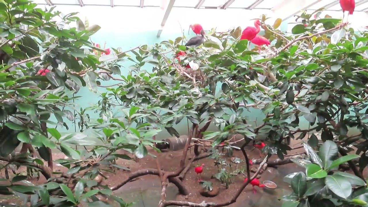 Bronx Zoo "Aquatic Bird House" breeding colony of scarlet ibis (Eudocimus ruber)