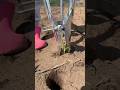 maize or others plants transformation process #modernfarming part 3819