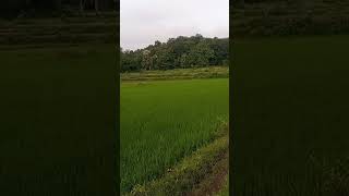 View of my village || ??Mera gaon ka Najara