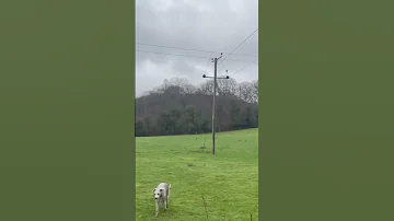 Peggy the Bedlington Cross and Her Terrier Friends Nearly Meet a Buzzard in the Great Outdoors