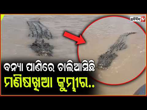 ବନ୍ୟା ପାଣିରେ ଚାଲିଆସିଛି ମଣିଷଖିଆ କୁମ୍ଭୀର,ଖୋଜୁଛି ମଣିଷ ମାଂସ ! crocodile terror in puri