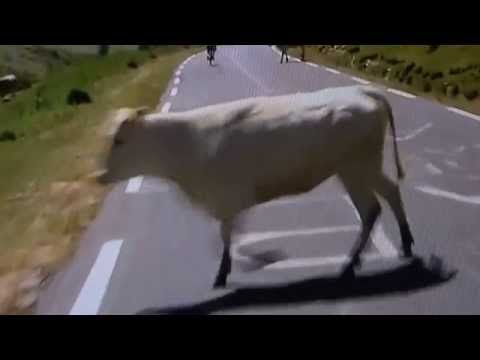 un troupeau de vache traverse la route du tour de france