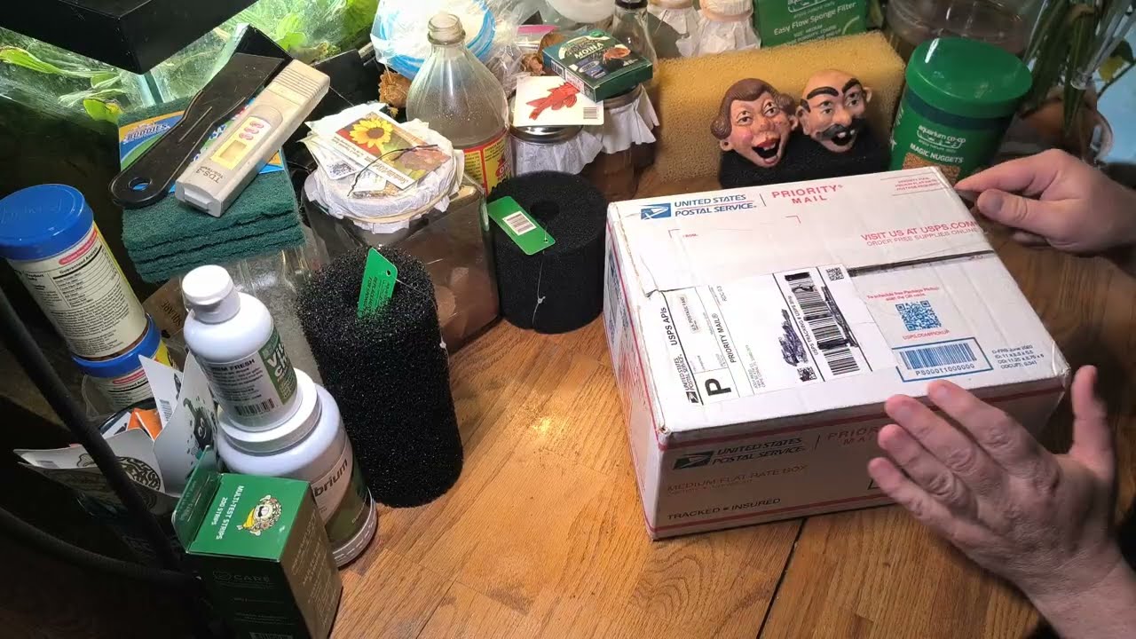 Unboxing Medaka Rice Fish from Uncle Joe's Fish Shed!!!