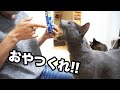 指まで食べます!食いしん坊に引っかかれて負傷(汗) #山田猫 #猫まみれ