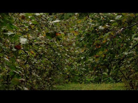 რა უნდა გააკეთოს ფერმერმა თხილის კარგი მოსავლისთვის- დარგის  სპეცილისტის რჩევები