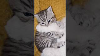 Ты должен быть послушным и спокойным мальчиком 👦 #котенок #shorts