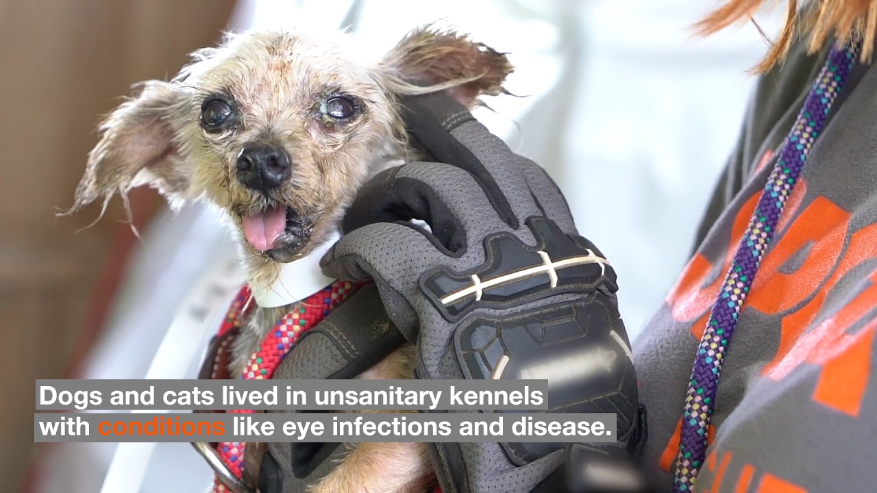 cruelty free kiko 75+ #Animals Seized in Cruelty Case