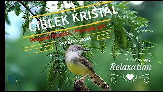 SUARA BURUNG CIBLEK KRISTAL || MASTERAN BURUNG || PRENJAK JALI GACOR