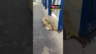Shocking Scene in Karachi: Man sleeping on pedestrian bridge  #Viralshorts #karachi