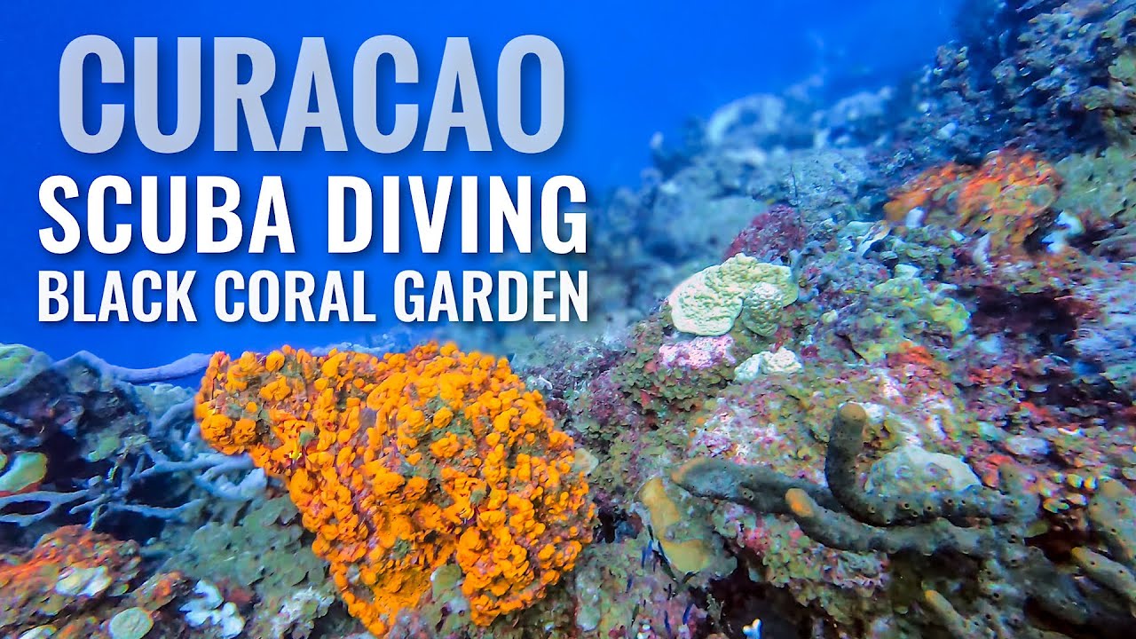 CURACAO Scuba Diving Black Coral Garden [4K]
