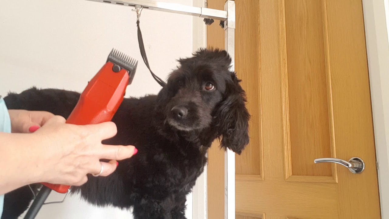 Part 3 Using your clippers on your cocker spaniel at home YouTube