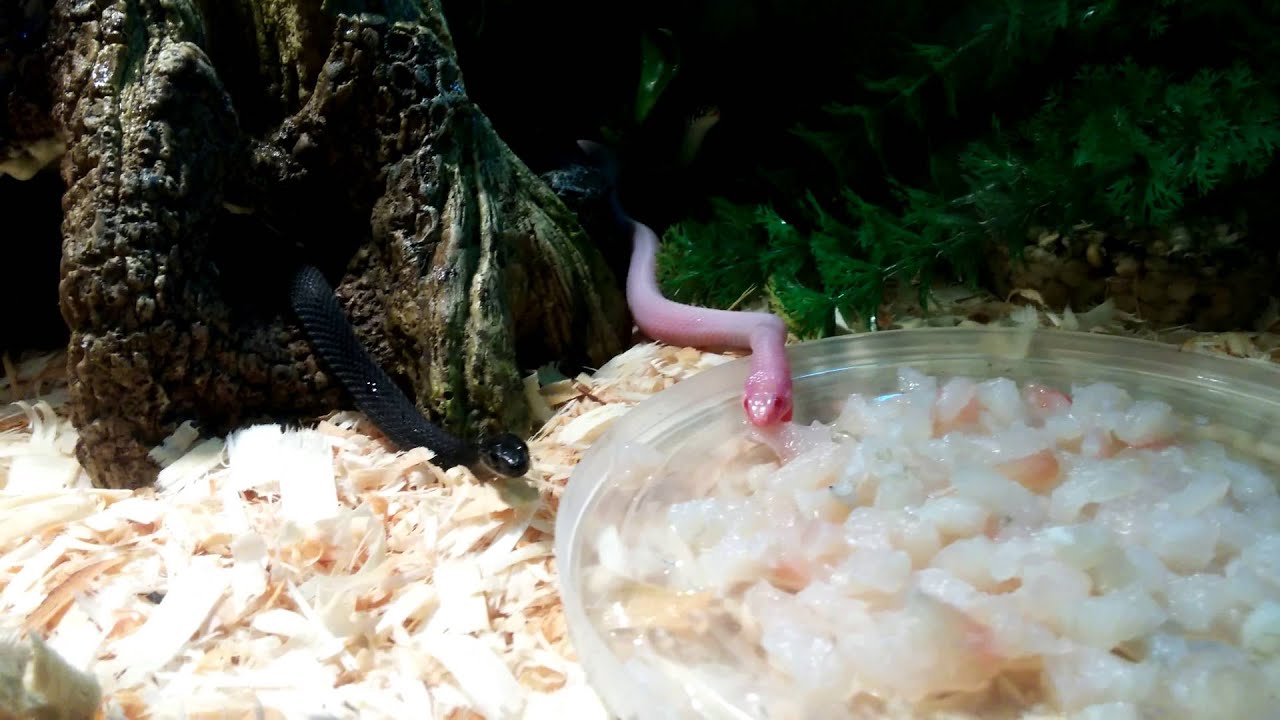 camera iphone 8 plus apk Snow, melanistic het albino and het b&w axanthic