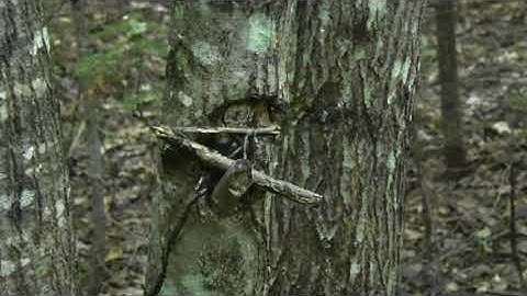 Forest Findings I - Sasquatch Tree Structures