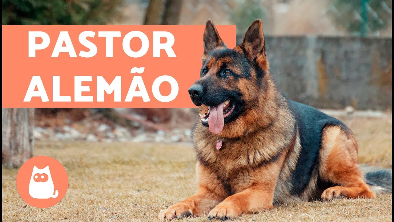 Pastor Alemão - Raças de Cães - InfoEscola