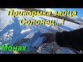 Прикормка зайца Солонец...! Быстро и просто!