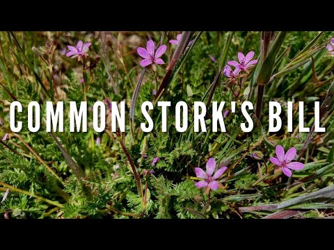 COMMON STORK'S BILL | Outdoor Idaho