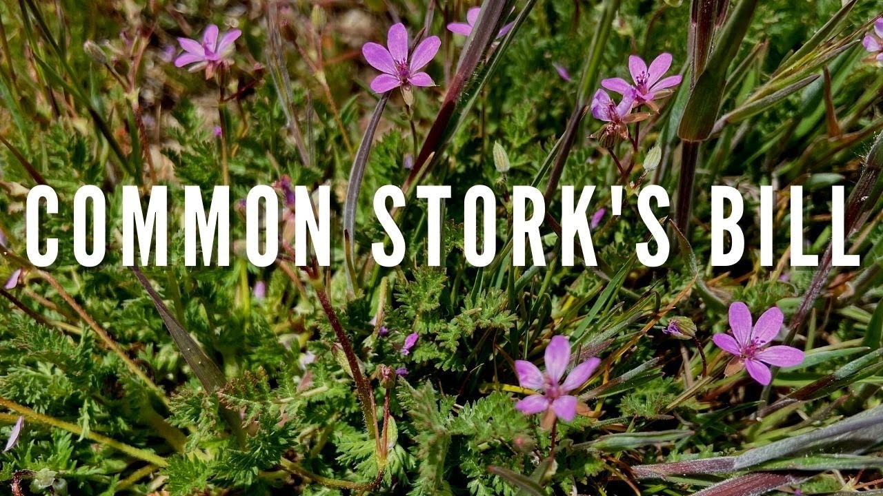 COMMON STORK'S BILL | Outdoor Idaho