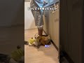 ラテ様、無事手術終わりました😭😭😭#マンチカン #ミヌエット #子猫 #避妊手術