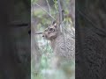 Wielkanocny klimat w naturze 🐰🌿| Easter vibes straight from nature 🐰🌿 #wildlife #animals #easter