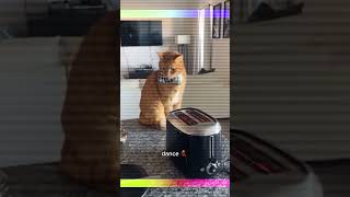 cats/ MY IDEAA #fypシ゚viral #edit #music #haveitoldyoulatelythatiloveyou #cat