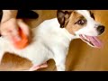 子犬の頃は嫌いだったブラッシングが今では大好きです!