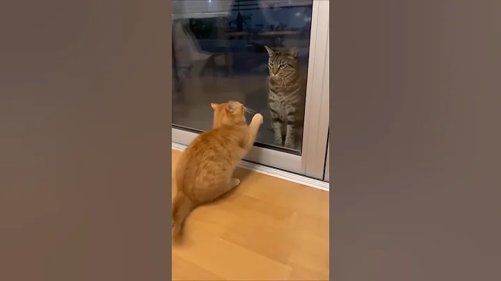 Watch the video about #funnycats part 4