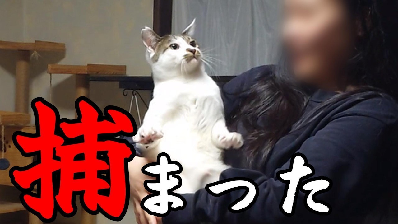【やんちゃ猫 捕獲】逃がさないよォ…