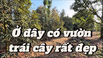 Vườn trái cây quá đã, Anh chị bỏ lỡ thì tiếc quá ( đã bán)