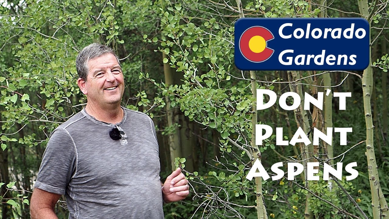 Don'T Plant Aspens In Your Colorado Front Range Landscape