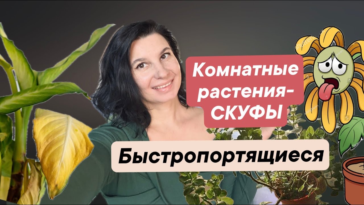 Растения-СКУФЫ. Быстропортящиеся комнатные растения.
