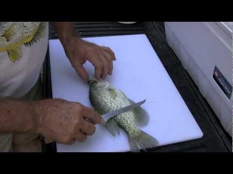 Cleaning a Crappie the traditional way with Browning fillet knife