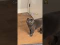 Sister Minnie Is Very Muslim Masha Allah Catvideos 