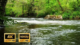 Relaxing River Water Flowing Sounds with Birds Chirping