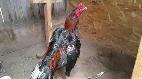 Mus Saib qaib nyob california