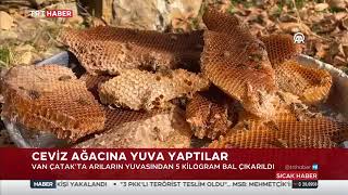 Zirvelerde Hakiki Balın Hasadına Katıldık