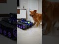 Megatron vs Dog #cartoon #transformersriseofthebeastsreview