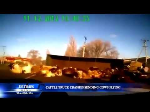 Cattle truck crashes sending cows flying