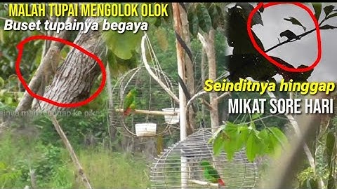 mikat melacak serindit  jantan leher merah incaran Dia hingap|| mikat sore sabtu
